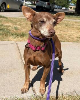 Coco -  Chihuahua and Mixed Breed Dog for Adoption in Severance, Colorado - Coco | PetCurious