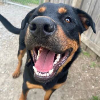 Rottweiler Dogs Available for Adoption in Indianapolis, Indiana - Kasier | PetCurious