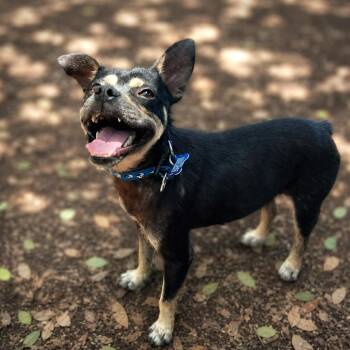 Chihuahua and Pug Dogs Available for Adoption in Boerne, Texas - Vegas | PetCurious