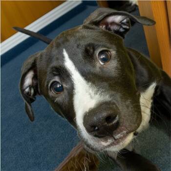 Rescue Pit Bull Terrier and Labrador Retriever Dogs for Adoption in St. Louis, Missouri - ZIGGY | PetCurious