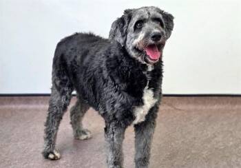 SPENCER -  Poodle Dog for Adoption in Brentwood, Missouri - SPENCER | PetCurious
