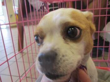 Chihuahua Dogs Available for Adoption in Ocala, Florida - A380789 | PetCurious