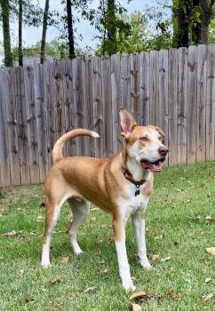 ROGER -  Carolina Dog and Shepherd Dog for Adoption in Southaven, Mississippi - ROGER | PetCurious