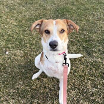 Hound Dogs Available for Adoption - Ash | PetCurious