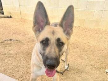 Pepsi -  Mixed Breed Dog for Adoption in Georgetown, Texas - Pepsi | PetCurious