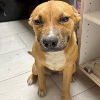 Black Mouth Cur Dogs Available for Adoption in Lufkin, Texas - Smiley | PetCurious