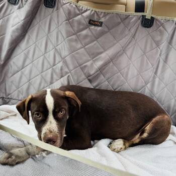 Mixed Breed and None Dogs Available for Adoption in Brownsboro, Alabama - Moose | PetCurious