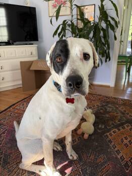 English Pointer Dogs Available for Adoption in Herndon, Virginia - Bubba | PetCurious