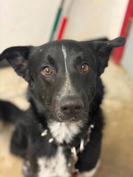 Border Collie and Mixed Breed Dogs Available for Adoption in Lockhart, Texas - Fabio | PetCurious