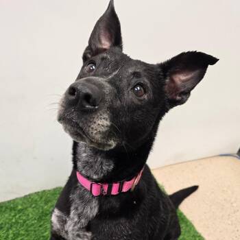 Daisy -  Mixed Breed Dog for Adoption in Columbia, Missouri - Daisy | PetCurious
