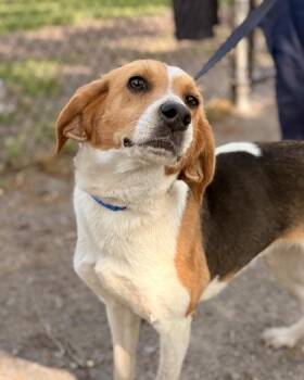 Mixed Breed Dogs Available for Adoption in Fairfax, Virginia - Constance | PetCurious