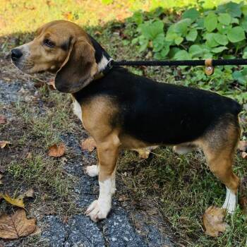 Pete -  Beagle Dog for Adoption - Pete | PetCurious
