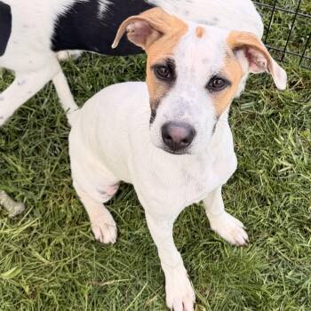 Jack Russell Terrier and Mixed Breed Dogs Available for Adoption in Carmel Hamlet, New York - Marlin | PetCurious
