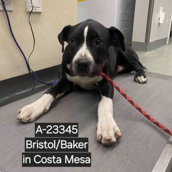 WAGS-Stray-23345 -  Pit Bull Terrier Dog for Adoption in Westminster, California - WAGS-Stray-23345 | PetCurious