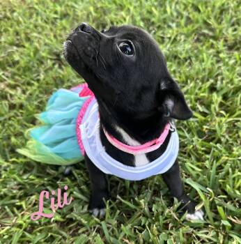 Lili #plush-toy-litter -  Jack Russell Terrier and Chihuahua Dog for Adoption in Houston, Texas - Lili #plush-toy-litter | PetCurious