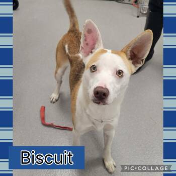 Basenji and Rat Terrier Dogs Available for Adoption - Biscuit | PetCurious