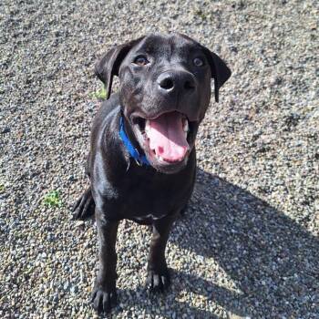 Harley -  Mixed Breed Dog for Adoption in Attica, New York - Harley | PetCurious