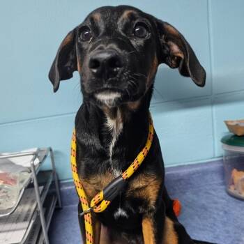 Rescue Mixed Breed Dogs for Adoption in Jefferson City, Tennessee - Radar | PetCurious