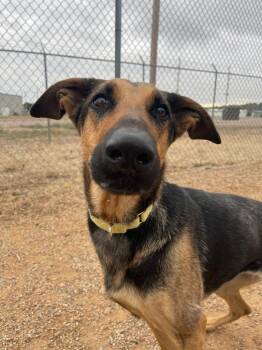 Shepherd and Doberman Pinscher Dogs Available for Adoption - Josie | PetCurious