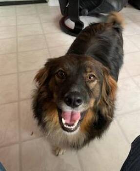 BISCUIT - COURTESY LISTING -  Border Collie Dog for Adoption in Richmond, Virginia - BISCUIT - COURTESY LISTING | PetCurious