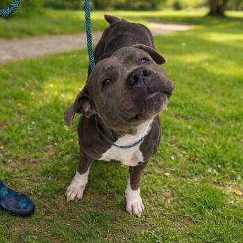 Pit Bull Terrier Dogs Available for Adoption - Bruiser | PetCurious