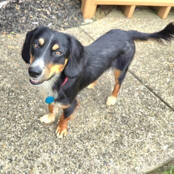 LARRY -  Dachshund and Australian Shepherd Dog for Adoption in Scottsburg, Indiana - LARRY | PetCurious