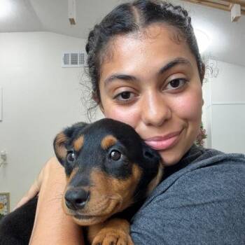 Iggie Hufflepuffle -  Labrador Retriever and Shepherd Dog for Adoption in Friendswood, Texas - Iggie Hufflepuffle | PetCurious