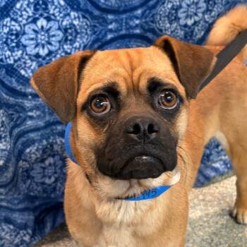 IVHS-Stray-142495 -  Pug and Beagle Dog for Adoption in San Gabriel, California - IVHS-Stray-142495 | PetCurious