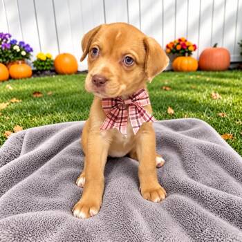Latte -  Labrador Retriever and Catahoula Leopard Dog Dog for Adoption in Fort Worth, Texas - Latte | PetCurious