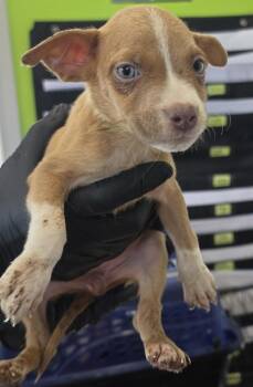 Agatha -  Pit Bull Terrier Dog for Adoption in Cleveland, Tennessee - Agatha | PetCurious