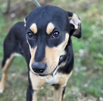 Manchester Terrier Dogs Available for Adoption - Briele  | PetCurious