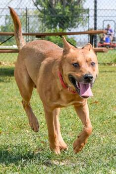 Shepherd Dogs Available for Adoption in Des Moines, Iowa - Draco | PetCurious