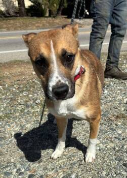 Rescue Boxer and Shepherd Dogs for Adoption in Ventura, California - Riley | PetCurious