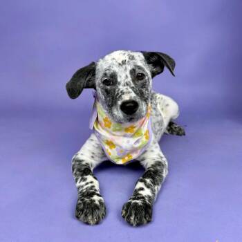 Pointer and Australian Cattle Dog Blue Heeler Dogs Available for Adoption in Alvin, Texas - Frinkle | PetCurious