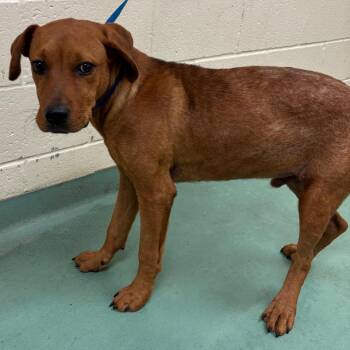 Larry -  Mixed Breed Dog for Adoption in Memphis, Tennessee - Larry | PetCurious