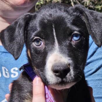 Cedar Leo -  German Shepherd Dog and Mixed Breed Dog for Adoption in Denver, Colorado - Cedar Leo | PetCurious