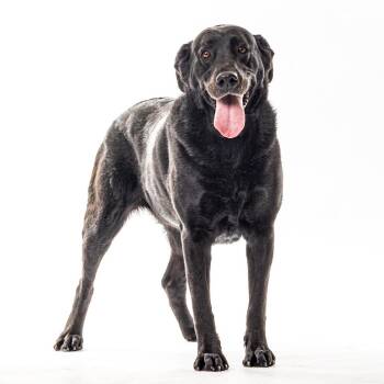Aurora -  Black Labrador Retriever Dog for Adoption in Reno, Nevada - Aurora | PetCurious
