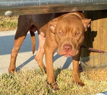 BEAR -  Pit Bull Terrier Dog for Adoption in Rowlett, Texas - BEAR | PetCurious