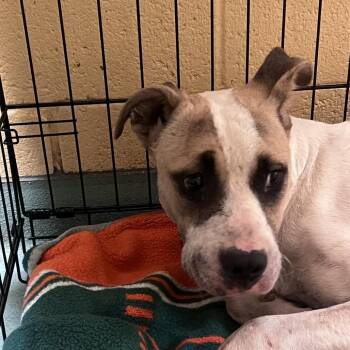 Mixed Breed Dogs Available for Adoption in Memphis, Tennessee - Foxy | PetCurious