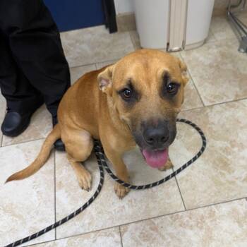 Jammy -  Mixed Breed Dog for Adoption in Galveston, Texas - Jammy | PetCurious
