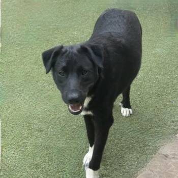 TWINKLE -  Labrador Retriever and Terrier Dog for Adoption in Houston, Texas - TWINKLE | PetCurious