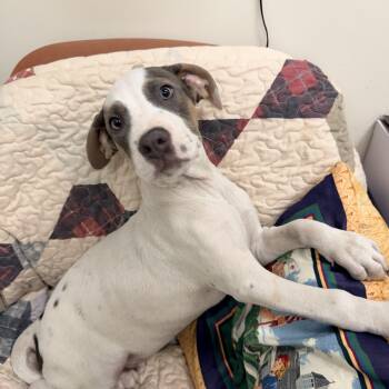 Derby -  Mixed Breed Dog for Adoption in Logan, Ohio - Derby | PetCurious