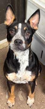 Rescue Mixed Breed Dogs for Adoption in Watertown, Wisconsin - Ella (was Ellery) | PetCurious