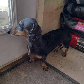 Dachshund Dogs Available for Adoption - Speckles | PetCurious