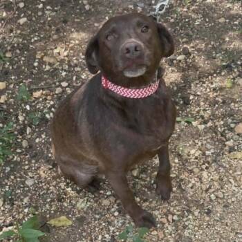 Minnie -  Labrador Retriever Dog for Adoption - Minnie | PetCurious