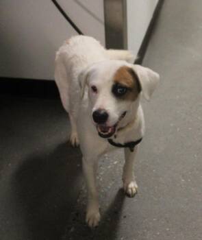 Labrador Retriever Dogs Available for Adoption in Lawrenceville, Georgia - 204 Haymich | PetCurious