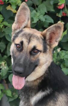 Baron von Brunsbek -  German Shepherd Dog Dog for Adoption in Los Angeles, California - Baron Von Brunsbek | PetCurious