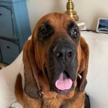 Please Help Mr. Bubba (GA) -  Bloodhound Dog for Adoption - Please Help Mr. Bubba (GA) | PetCurious