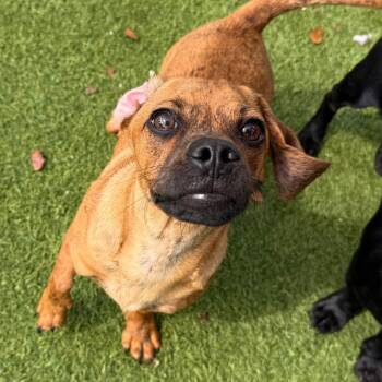 Dachshund and Pug Dogs Available for Adoption in Loxahatchee Groves, Florida - Dusty 9548 | PetCurious