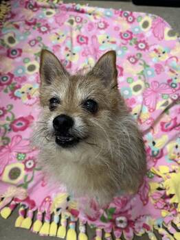 Rescue Terrier Dogs for Adoption in Edgewood, Maryland - Cedric | PetCurious